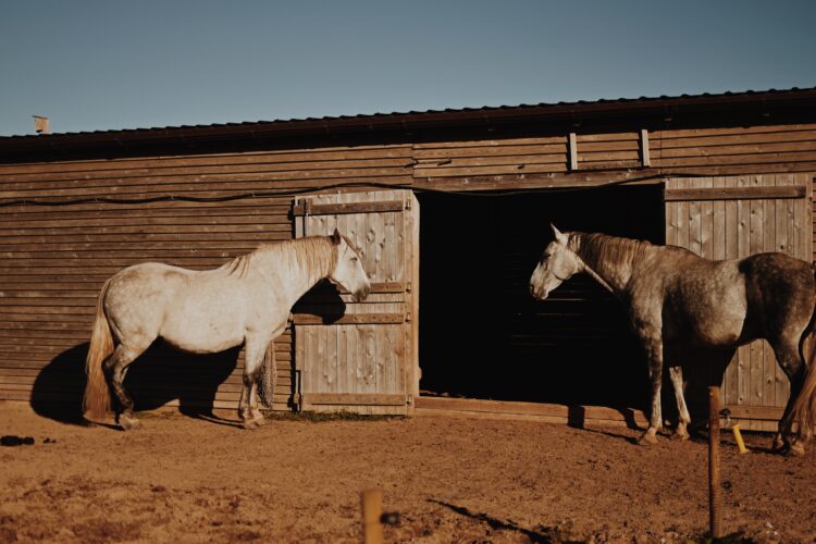 arkliu slenis horses